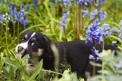 Plants like rhubarb, may apple and wisteria are toxic to dogs. Photo: pixabay.com