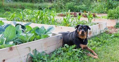 Raised beds lessen the chance of the dog running through the garden.