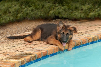 With dog pools, your client can be as extravagant or as economical as they want.