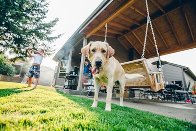 Dogs are happy to share shade with their owners on a hot summer day.