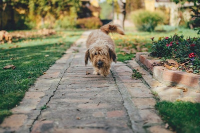 Dogs enjoy patrolling their territory so consider adding a path.