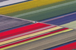 Aerial view of flower fields near the Keukenhof park, also known as the Garden of Europe in Lisse