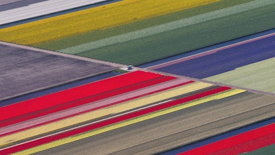 Tulip Farms8 Yves Herman