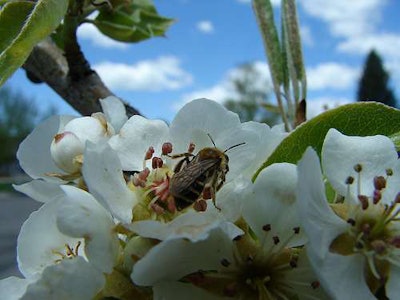 A native Andrena bee species gathers nectar and pollen from a pear flower. Photo: Jim Cane, Agricultural Research Service