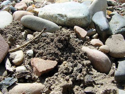 Burrow dug by female Halictus rubicundus bee amid pebbles. Photo: Jim Cane, Agricultural Research Service