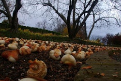 Bulbs Fall-0120
