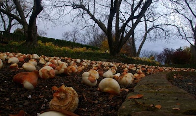 Now is a good time to remind both commercial and residential customers that bulbs you’ll be planting for next spring must be in the ground before the first freeze. Photo: Ed Caplan