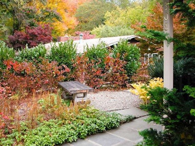 This client has skip laurels fronted by Virginia sweetspire blocking out the neighbor’s view. Photo: GreenHeart Garden Design