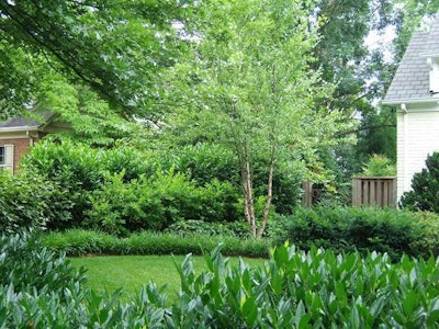 A more informal privacy screen contains skip laurels fronted by Virginia sweetspire and two other layers of perennials in the foreground, plus a river birch. Photo: GreenHeart Garden Design