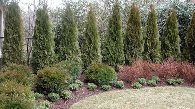 These are a smaller Thuja species than Green Giant Arborvitae, but they can still create a definite barrier. Photo: GreenHeart Garden Design
