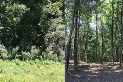 Forestry mulching before and after