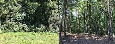 Andrew Jenkins offers a forestry mulching service that clears out the invasive undergrowth and creates a healthy habitat for the remaining trees. Photo: Visual Edge