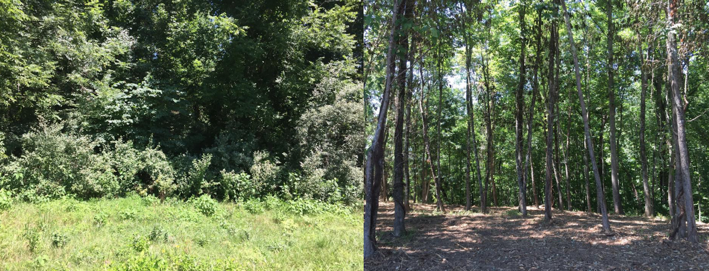 The Benefits Of Forestry Mulching Gph Grading