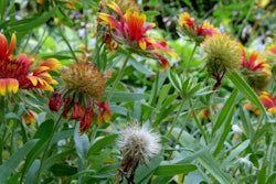 Gaillardia gone to seed 7781