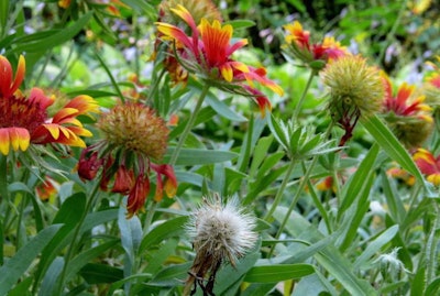Clients can continue to have a blossoming garden late into the fall. Photo: Mariani Landscape