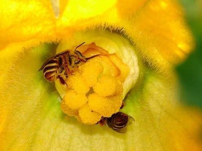 Two female Peponapis squash bees pollinating a zucchini flower. These bees are key pollinators of squashes across much of the United States. Photo: U.S. Department of Agriculture