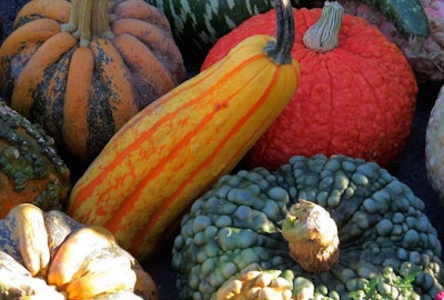 Clusters of gourds can be used to keep gardens colorful during the fall. Photo: Mariani Landscape