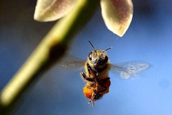 A study shows that honey bees that are exposed to glyphosate have trouble finding their way home.