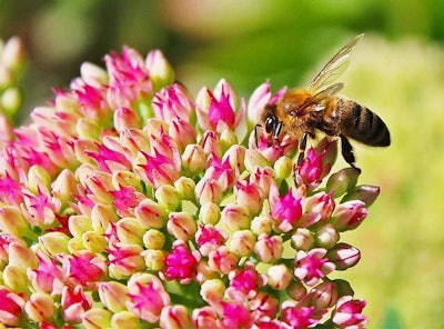 The USDA has a guide to creating habitats for these crucial pollinators. Click here to read. Photo: pixabay.com