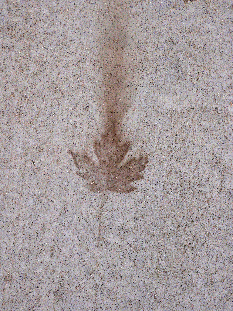 How To Prevent Leaves From Staining, How To Get Leaf Stains Off Concrete Patio