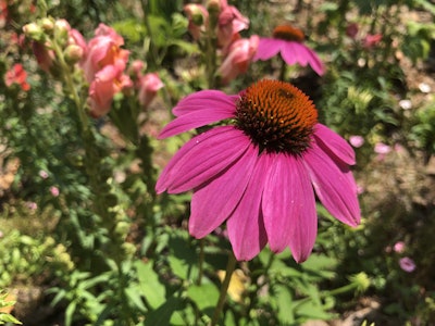 Photo: Jill Odom/Total Landscape Care