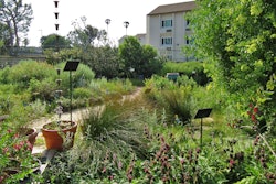 rain-chain-califonria-native-plant-society