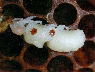 Varroa mites feed on bee larvae as well as lay their eggs on them. Photo: beecare.bayer.com