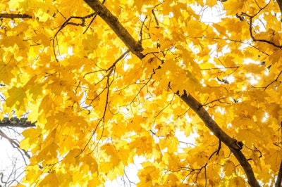 Bright yellows are among the season’s awesome transformations. Photo: DePauw University