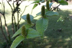 The Chichibu birch has almost disappeared due to its shrinking habitat and its dependence on having others close by to cross-pollinate. Photo: globaltrees.org