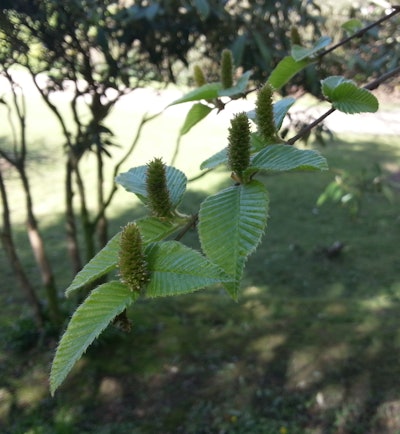 The Chichibu birch has almost disappeared due to its shrinking habitat and its dependence on having others close by to cross-pollinate. Photo: globaltrees.org