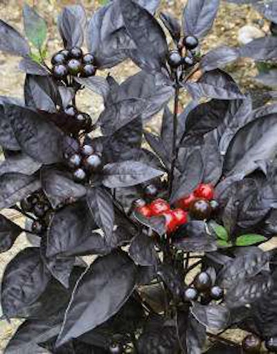 Photo: U.S. National Arboretum