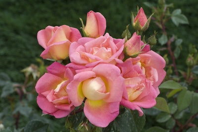 Photo: Star Roses and Plants