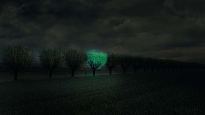 Bioglow has only been able to create a dim glow in its houseplant, but hopes to increase the intensity of glow over time. Photo: Studio Roosegaarde
