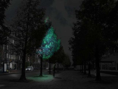 A rendering of what Roosegaarde hopes bioluminescent trees will look like in an urban setting. Photo: Studio Roosegaarde
