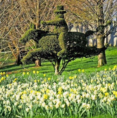 Harvey Ladew’s love of fox hunting is obvious in his topiary designs. Photo: Ladew Gardens staff
