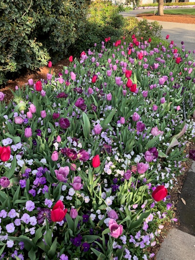 Use varying heights to provide proportion. Photo: Jill Odom/Total Landscape Care