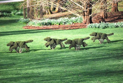 The pack of hounds topiaries is one of Ladew Topiary Gardens most well-known feature. Photo: Ladew Gardens staff