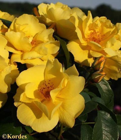 Photo: Newflora