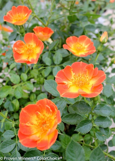 Photo: Proven Winners