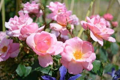 Photo: Star Roses and Plants