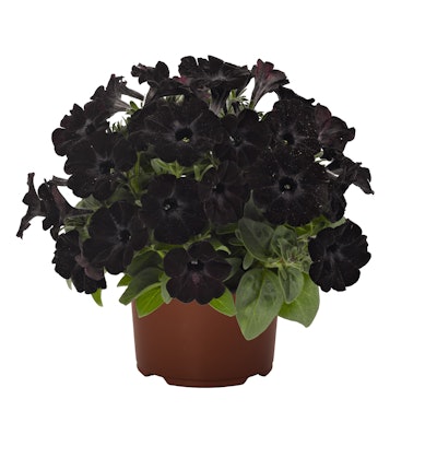 Photo: Ball Horticultural Company