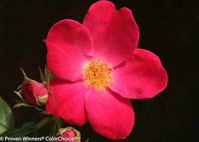 Photo: Proven Winners