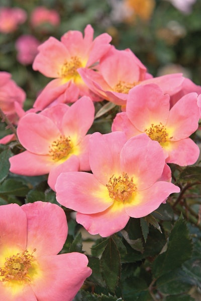 Photo: Star Roses and Plants