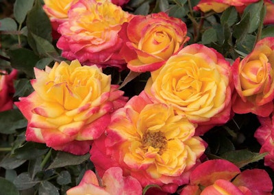 Photo: Star Roses and Plants