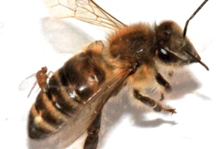 The Apocephalus borealis lays its eggs in the honeybee’s abdomen. Photo: Wikipedia