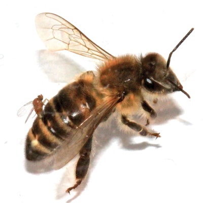 The Apocephalus borealis lays its eggs in the honeybee’s abdomen. Photo: Wikipedia