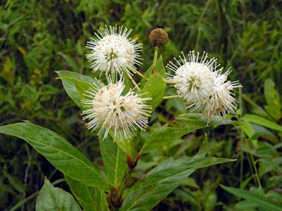 Photo: Wikipedia
