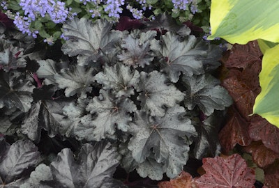 Use plants with lush, dark foliage like Primo ‘Black Pearl’ coral bells to make your brighter plants really pop. Photo: Courtesy of Proven Winners – www.provenwinners.com
