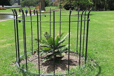 Botanical gardens have resorted to placing cages around their rarer plants. Photo: dailymail.com