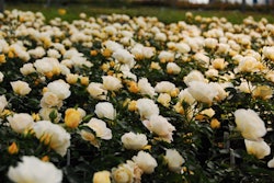 popcorn_drift2 copy